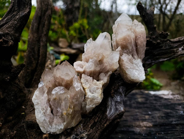 Natural Phantom Smokey Quartz Clusters x 6 From Luena, Congo