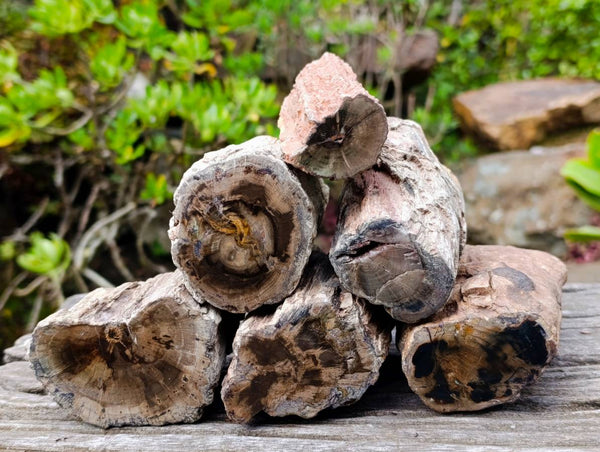 Polished On One Side Petrified Wood x 6 From Gokwe, Zimbabwe