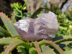 Natural Jacaranda Amethyst Crystals x 12 From Zambia - Toprock Gemstones and Minerals 