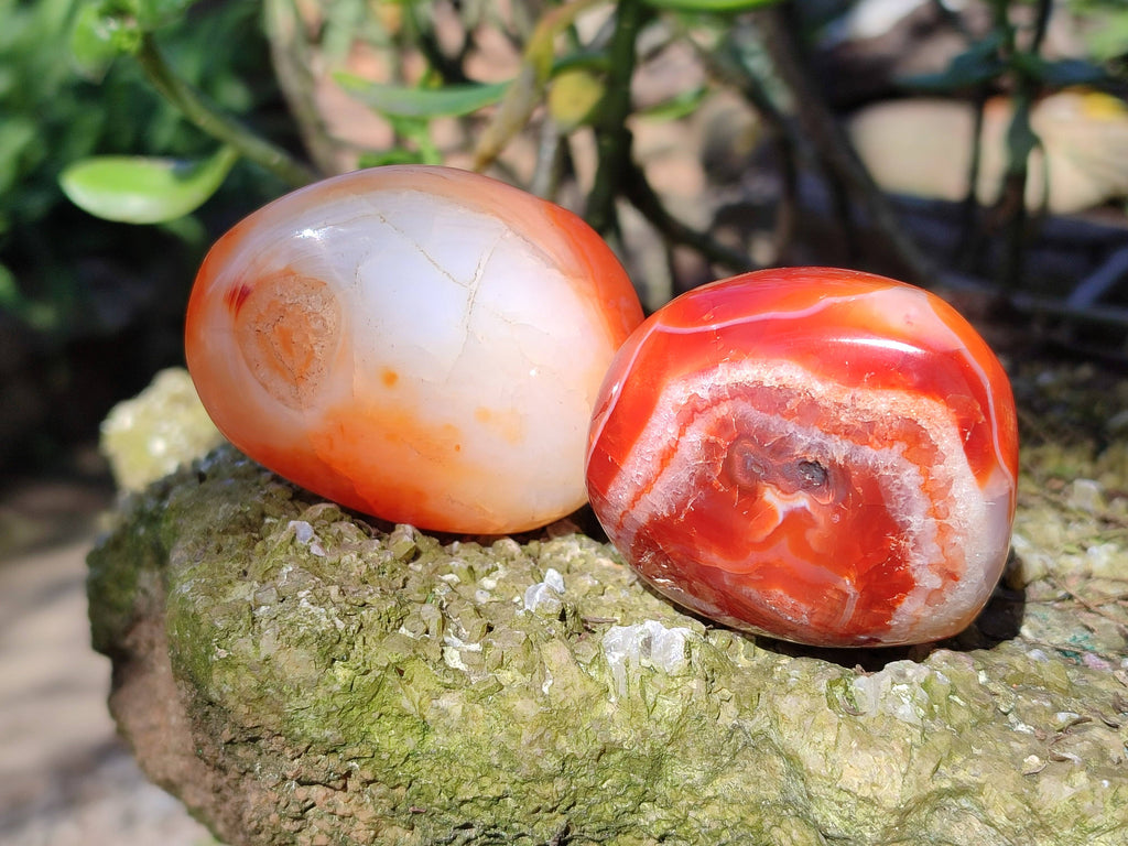 Polished Carnelian Agate Palm Stones x 12 From Madagascar - Toprock Gemstones and Minerals 