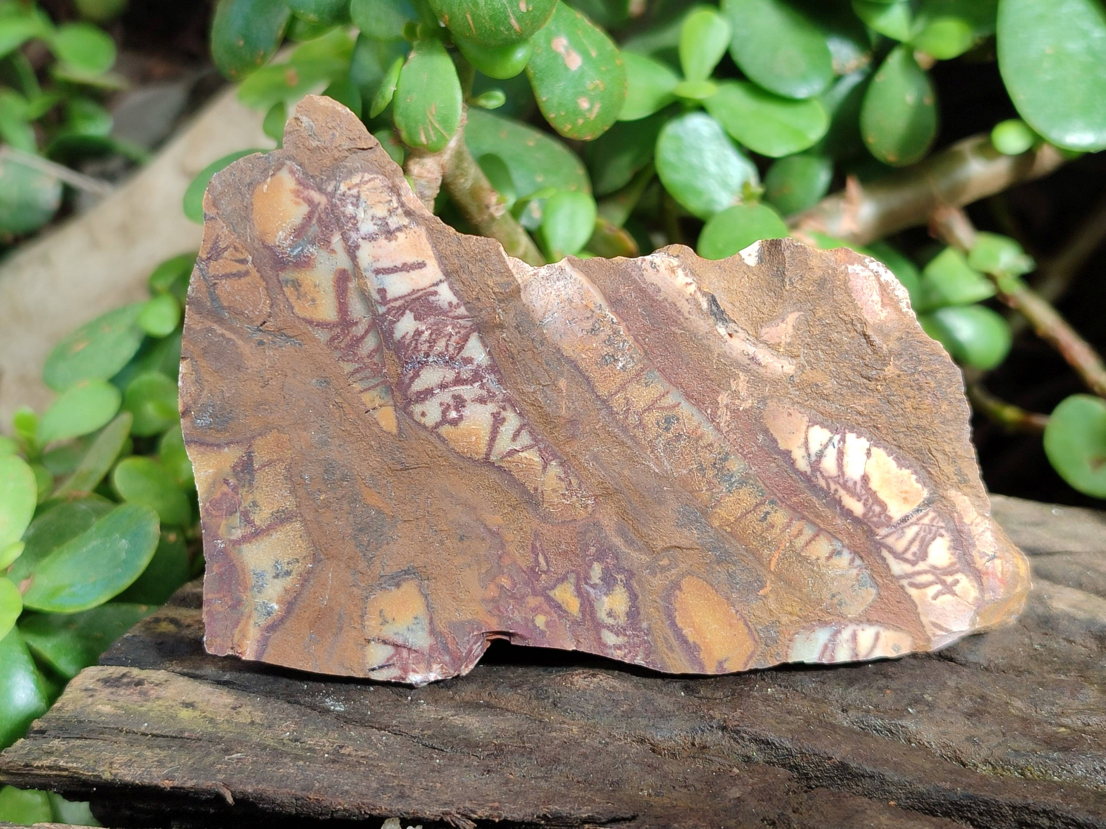 Natural Selected Nguni Jasper Cobbed Specimens x 12 From Prieska, South Africa - Toprock Gemstones and Minerals 