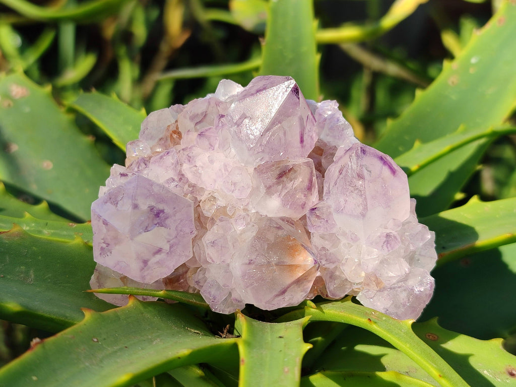 Natural Amethyst Spirit Quartz Clusters x 6 From South Africa - Toprock Gemstones and Minerals 