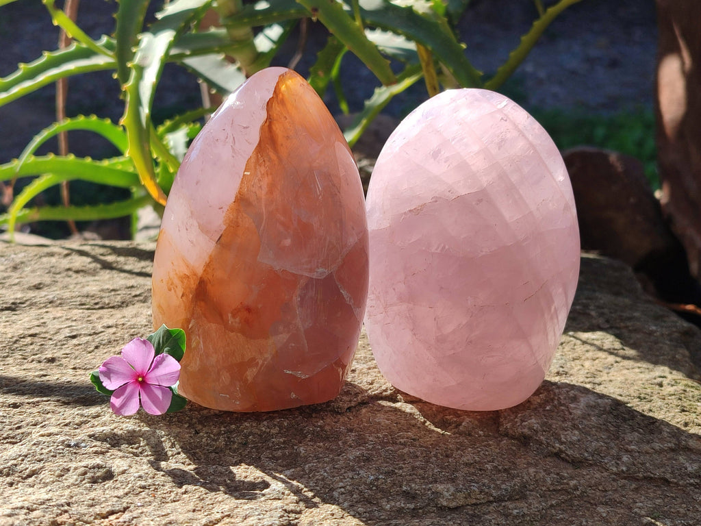Polished Rose Quartz Standing Free Forms x 2 From Madagascar - Toprock Gemstones and Minerals 
