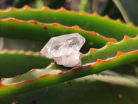 Natural Smokey Window Quartz Crystals x 70 From Brandberg, Namibia