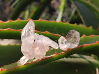 Natural Smokey Window Quartz Crystals x 70 From Brandberg, Namibia