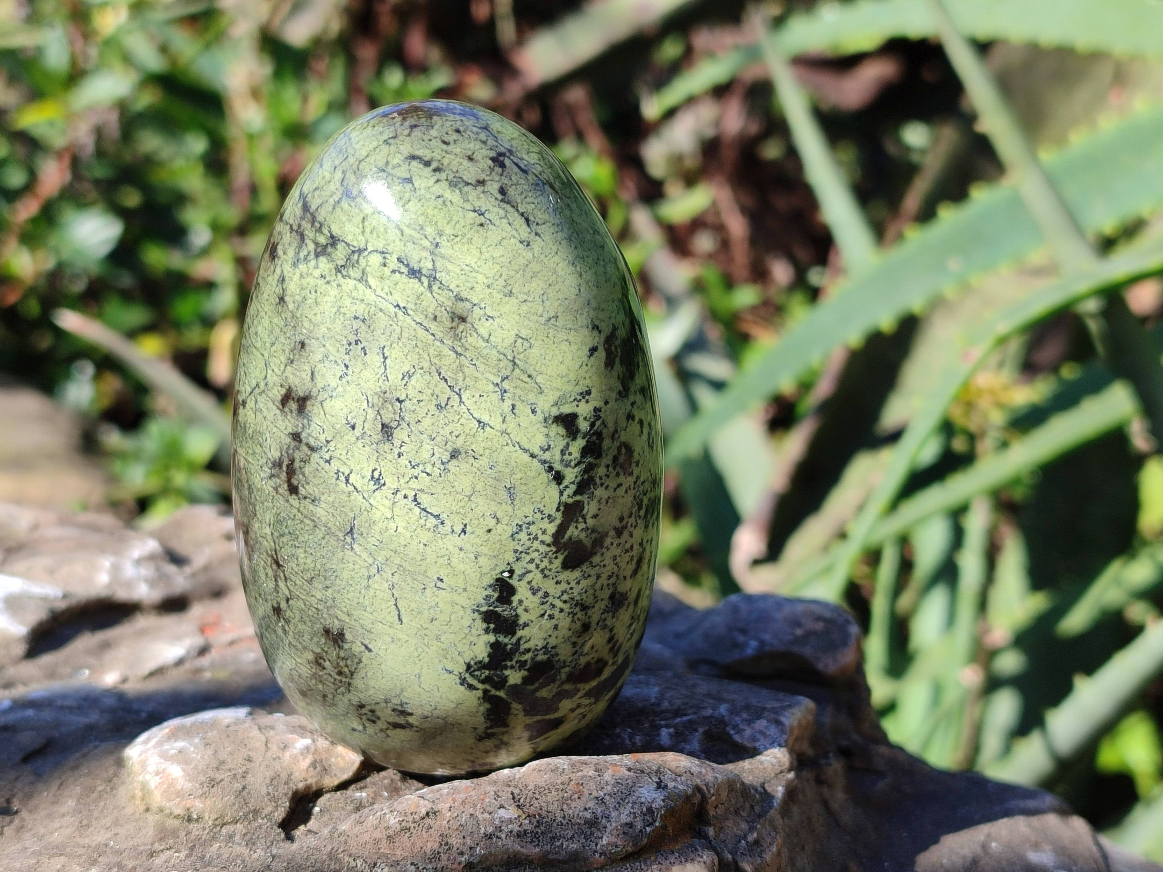 Polished Leopard Stone Free Forms x 4 From Nyanga, Zimbabwe - Toprock Gemstones and Minerals 
