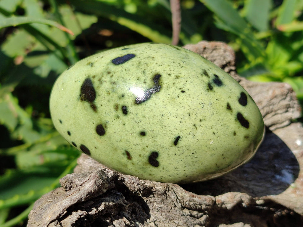 Polished Leopard Stone Free Forms x 4 From Nyanga, Zimbabwe - Toprock Gemstones and Minerals 