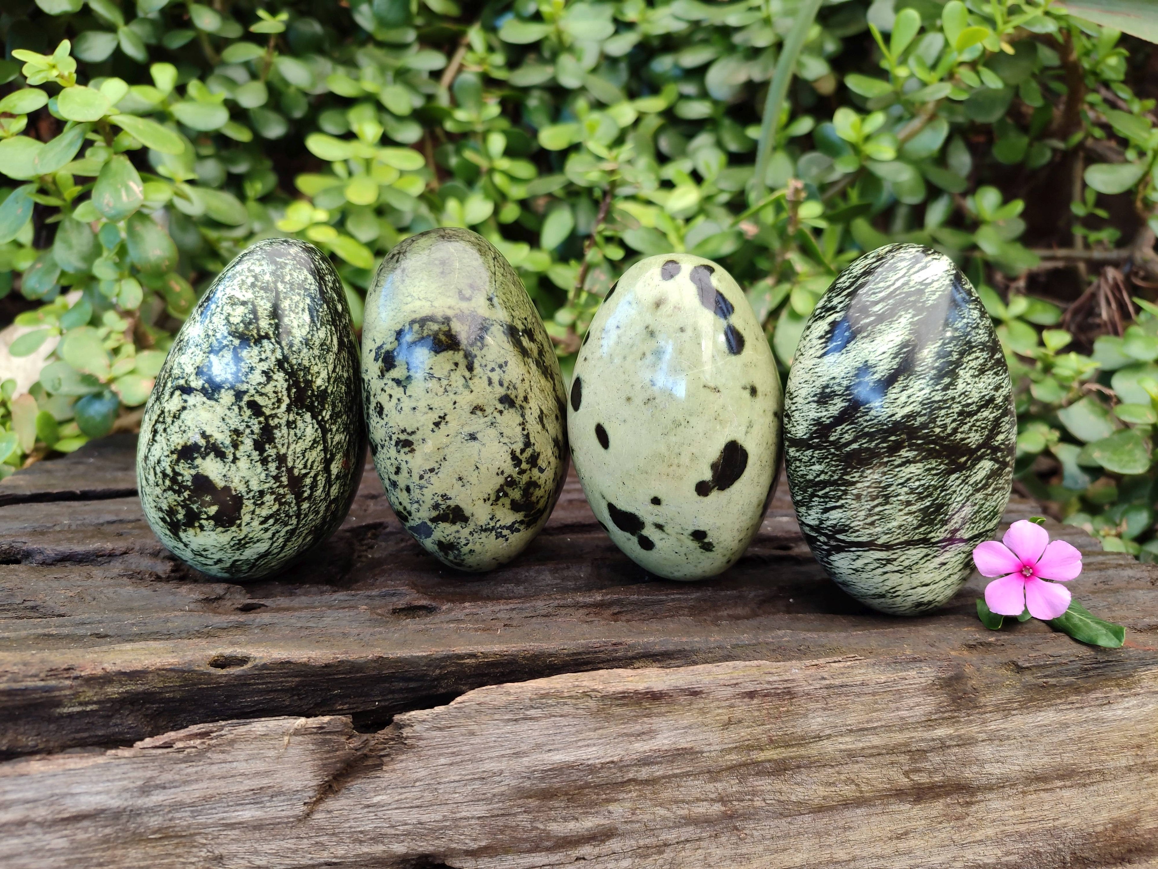 Polished Leopard Stone Free Forms x 4 From Nyanga, Zimbabwe - Toprock Gemstones and Minerals 
