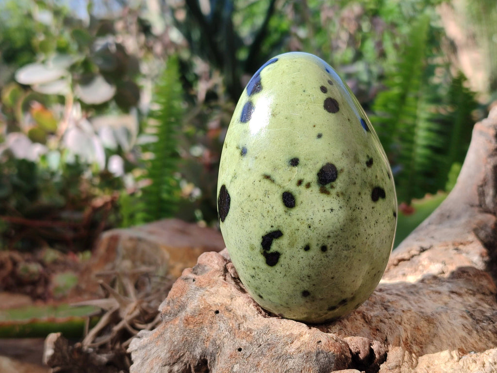Polished Leopard Stone Free Forms x 4 From Nyanga, Zimbabwe - Toprock Gemstones and Minerals 