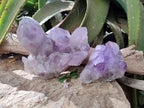 Natural Jacaranda Amethyst Clusters x 2 From Zambia - Toprock Gemstones and Minerals 