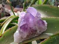Natural Jacaranda Amethyst Clusters x 2 From Zambia