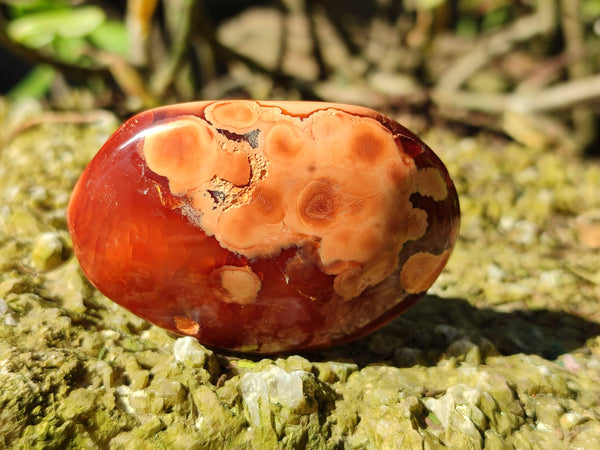 Polished Carnelian Agate Palm Stones x 12 From Madagascar
