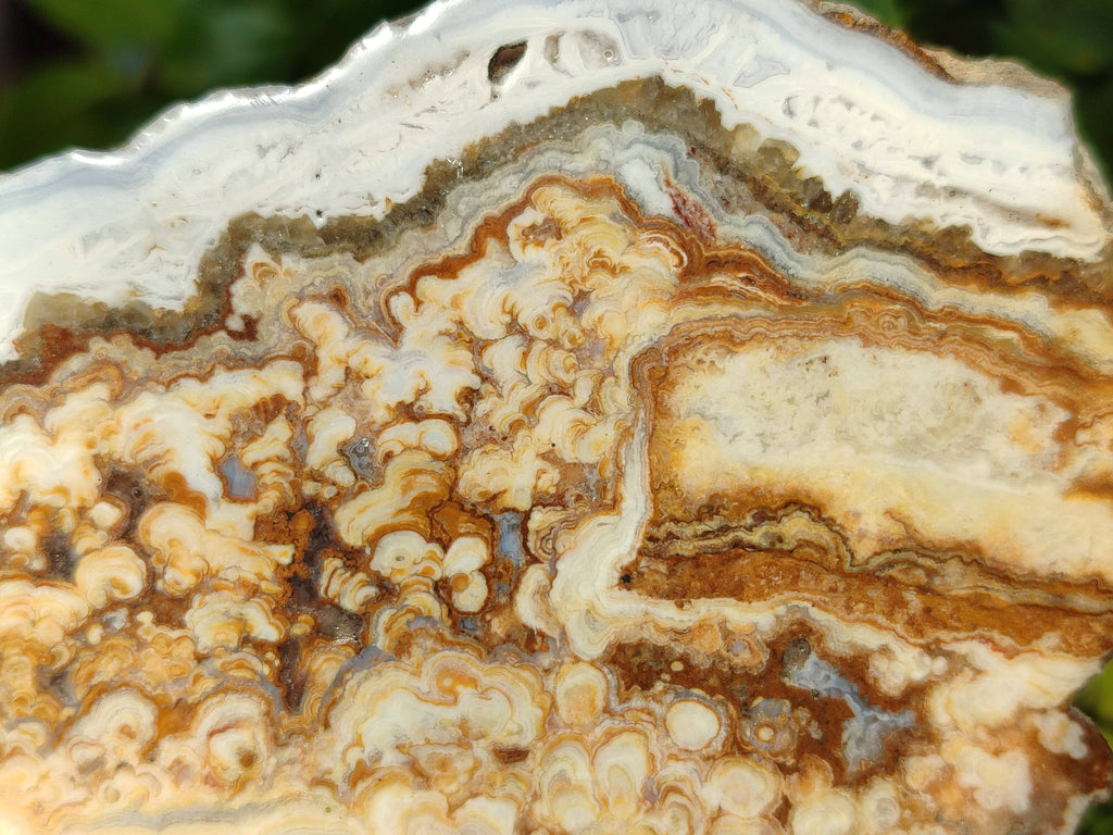 Polished On One Side 'Crazy' Blue Lace Agate x 2 From Namibia - Toprock Gemstones and Minerals 