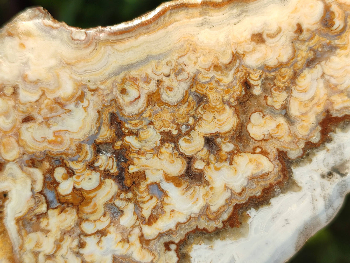 Polished On One Side 'Crazy' Blue Lace Agate x 2 From Namibia - Toprock Gemstones and Minerals 