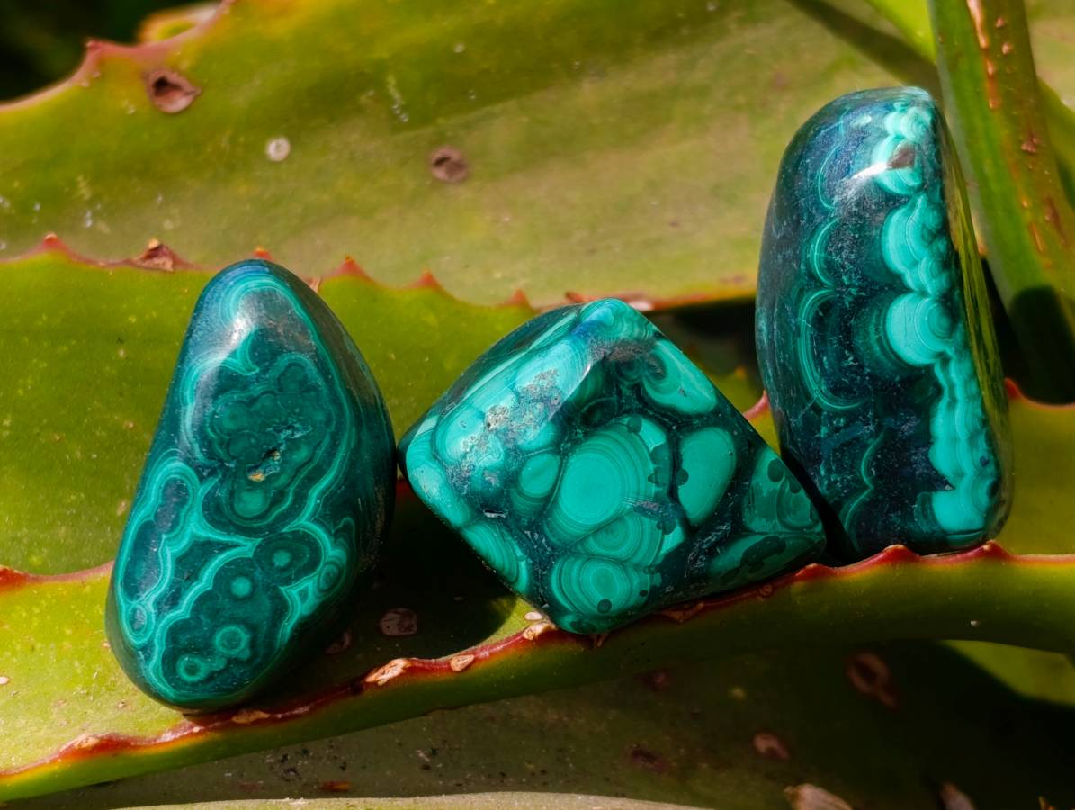 Polished Flower Banded Malachite Free Forms x 35 From Congo - Toprock Gemstones and Minerals 