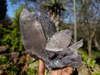 Natural Smokey Quartz Floater Crystal Specimens x 2 From Mulanje, Malawi - Toprock Gemstones and Minerals 