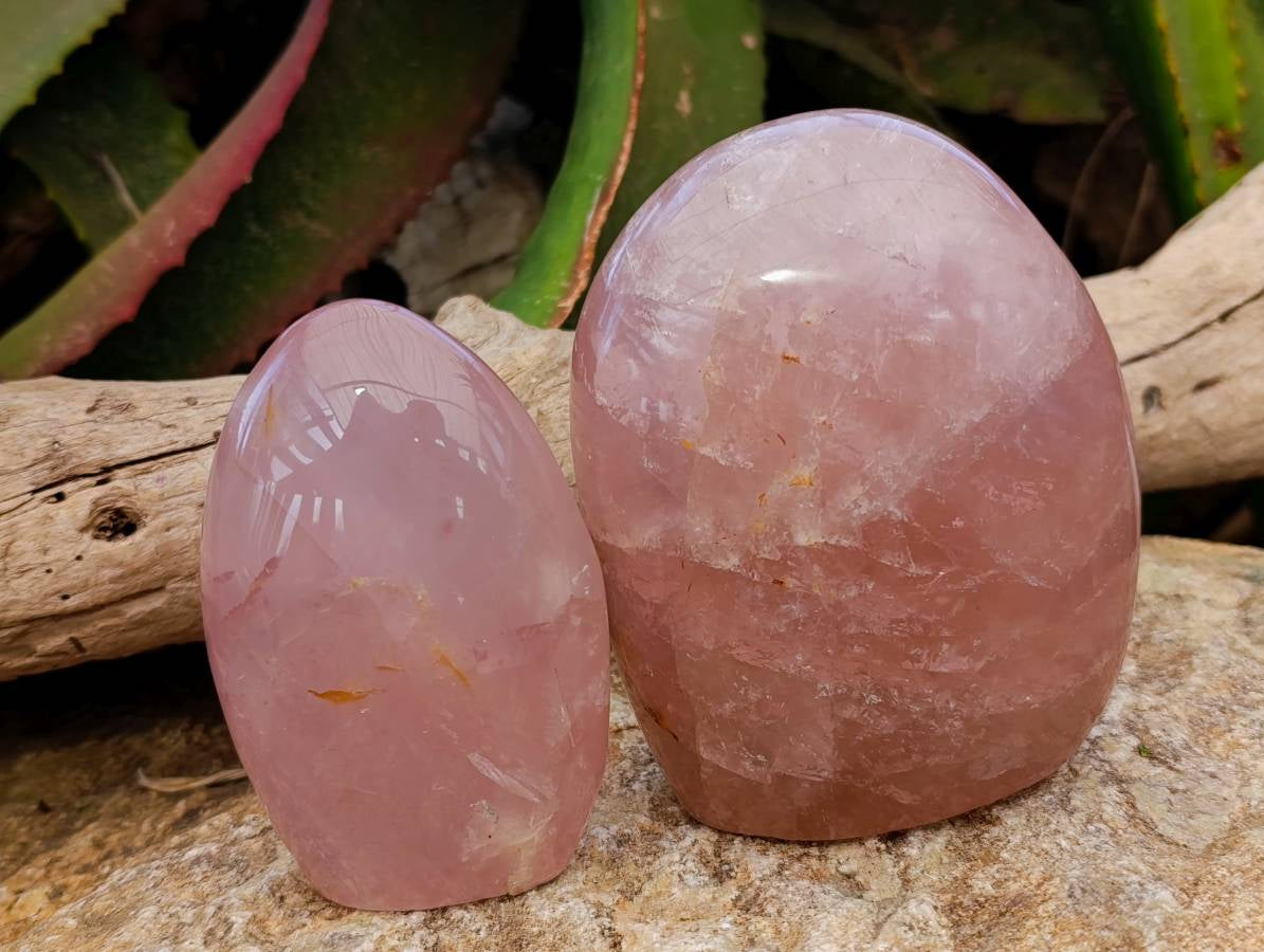 Polished Rose Quartz Standing Free Forms x 2 From Madagascar - Toprock Gemstones and Minerals 