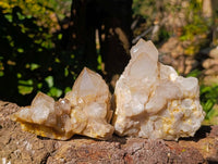 Natural Phantom Smokey Quartz Clusters x 2 From Luena, Congo