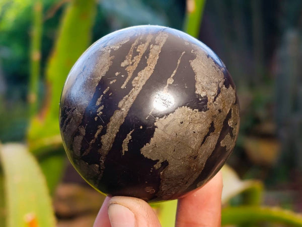 Polished Pharaoh Stone Spheres x 2 From Zimbabwe