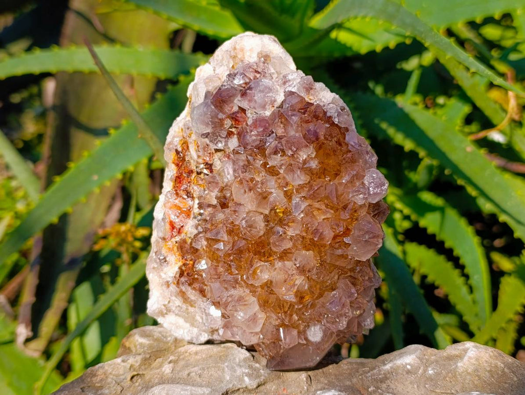 Natural Ametrine Spirit Quartz Clusters x 2 From South Africa - Toprock Gemstones and Minerals 