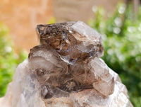 Natural Smokey Window Quartz Cluster x 1 From Brandberg, Namibia