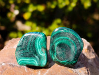 Polished Flower Malachite Free Forms x 70 From Congo