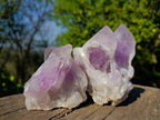 Natural Jacaranda Amethyst Clusters x 6 From Zambia - Toprock Gemstones and Minerals 