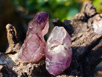 Natural Window Amethyst Crystals x 35 From Chiredzi, Zimbabwe