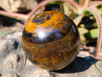 Polished Tigers Eye Sphere x 1 From Prieska, South Africa - Toprock Gemstones and Minerals 
