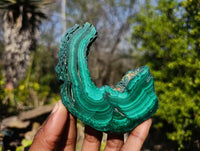 Polished Flower Malachite Slices x 6 From Congo