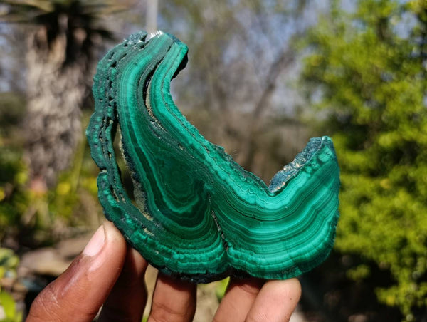 Polished Flower Malachite Slices x 6 From Congo