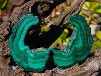 Polished Flower Malachite Slices x 6 From Congo