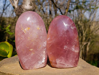 Polished Rose Quartz Standing Free Forms x 2 From Madagascar
