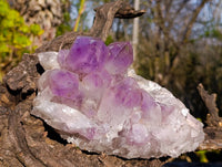 Natural Jacaranda Amethyst Clusters x 2 From Zambia