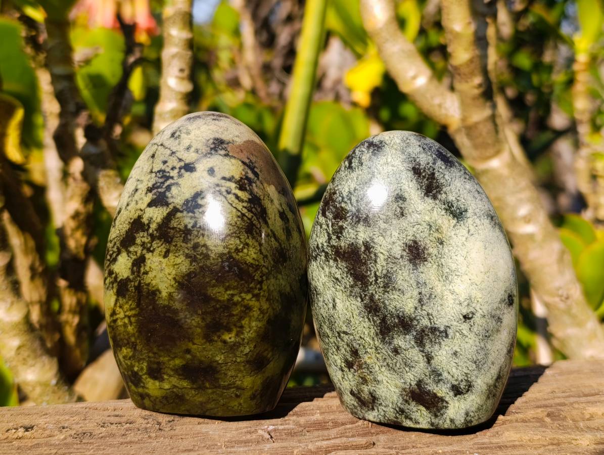 Polished Leopard Stone Standing Free Forms x 6 From Zimbabwe - Toprock Gemstones and Minerals 