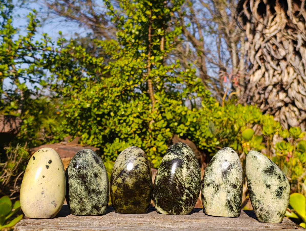 Polished Leopard Stone Standing Free Forms x 6 From Zimbabwe - Toprock Gemstones and Minerals 