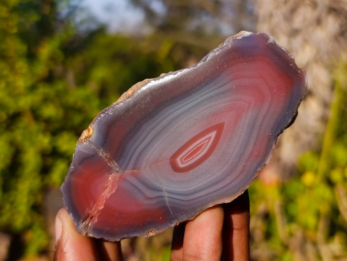 Polished On One Side Red Sashe River Agate Nodules x 6 From Zimbabwe - Toprock Gemstones and Minerals 