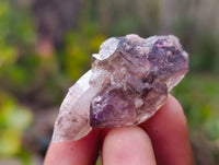 Natural Smokey Window Amethyst Crystals x 20 From Chiredzi, Zimbabwe