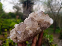 Natural Phantom Smokey Quartz Clusters x 2 From Luena, Congo
