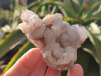 Natural Fairy Spirit Quartz Clusters x 6 From South Africa - Toprock Gemstones and Minerals 