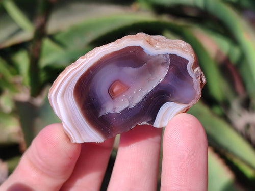 Polished On One Side Red Sashe River Agate Nodules x 20 From Zimbabwe - Toprock Gemstones and Minerals 