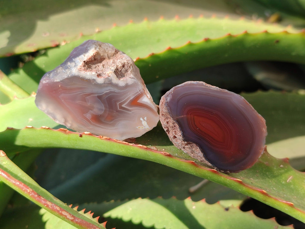 Polished On One Side Red Sashe River Agate Nodules x 20 From Zimbabwe - Toprock Gemstones and Minerals 