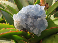 Natural Celestite Specimens x 6 From Sakoany, Madagascar