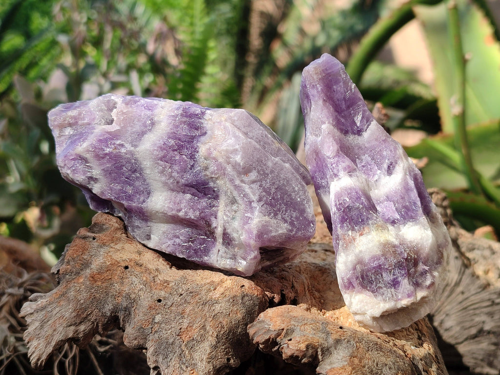 Natural Chevron Amethyst Specimens x 24 from Zambia - Toprock Gemstones and Minerals 