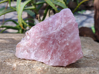 Natural Pink Rose Quartz Cobbed Specimens x 5 From North Cape, South Africa