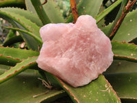 Natural Pink Rose Quartz Cobbed Specimens x 5 From North Cape, South Africa