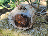 Polished On One Side Petrified Wood x 4 From Gokwe, Zimbabwe