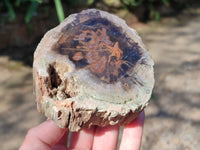 Polished On One Side Petrified Wood x 4 From Gokwe, Zimbabwe