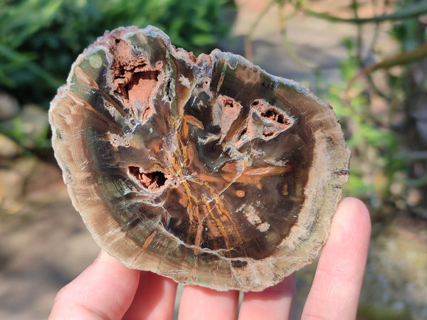Polished On One Side Petrified Wood x 4 From Gokwe, Zimbabwe