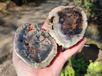 Polished On One Side Petrified Wood x 4 From Gokwe, Zimbabwe